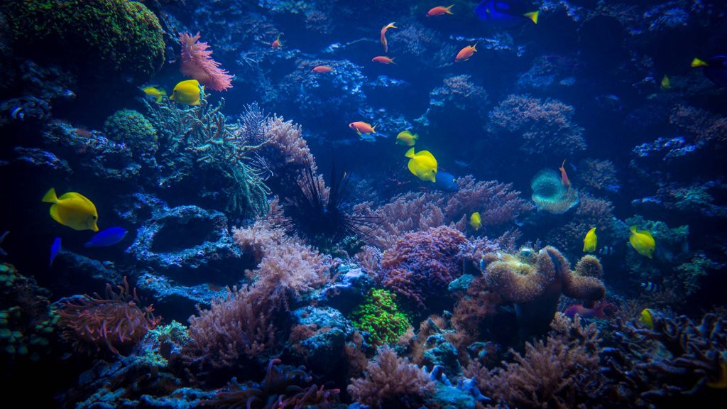 tropical fishes meet in blue coral reef sea water small