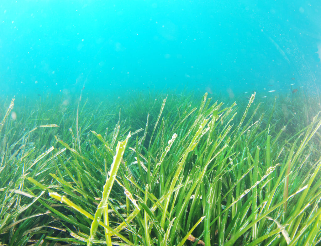 pradera Posidonia
